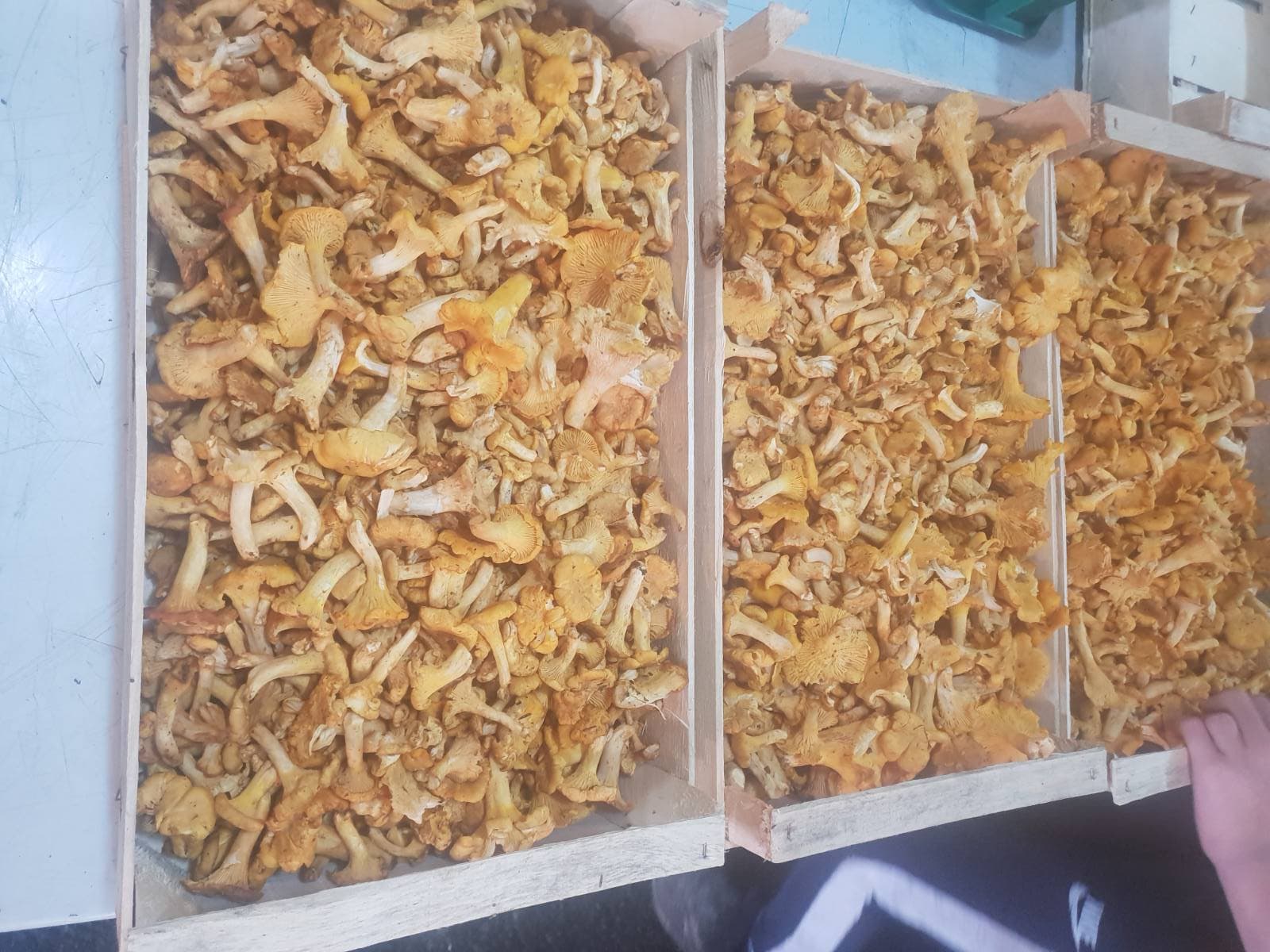 Свіжі лисички