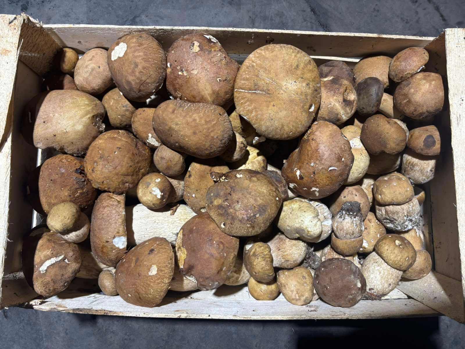 Свіжі білі гриби