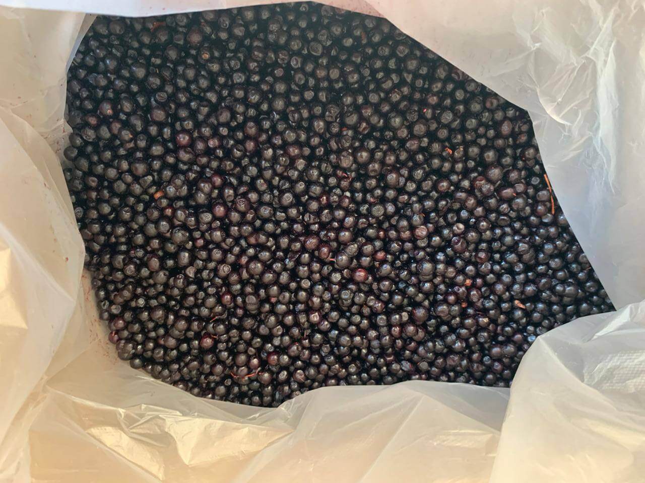 IQF frozen bilberries cleaned