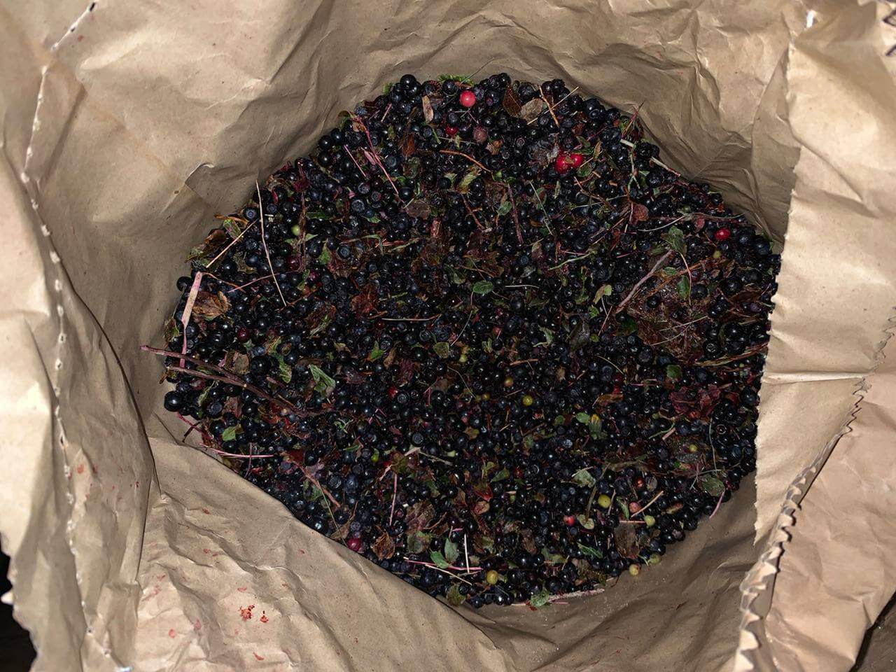 Заморожена чорниця неочищена