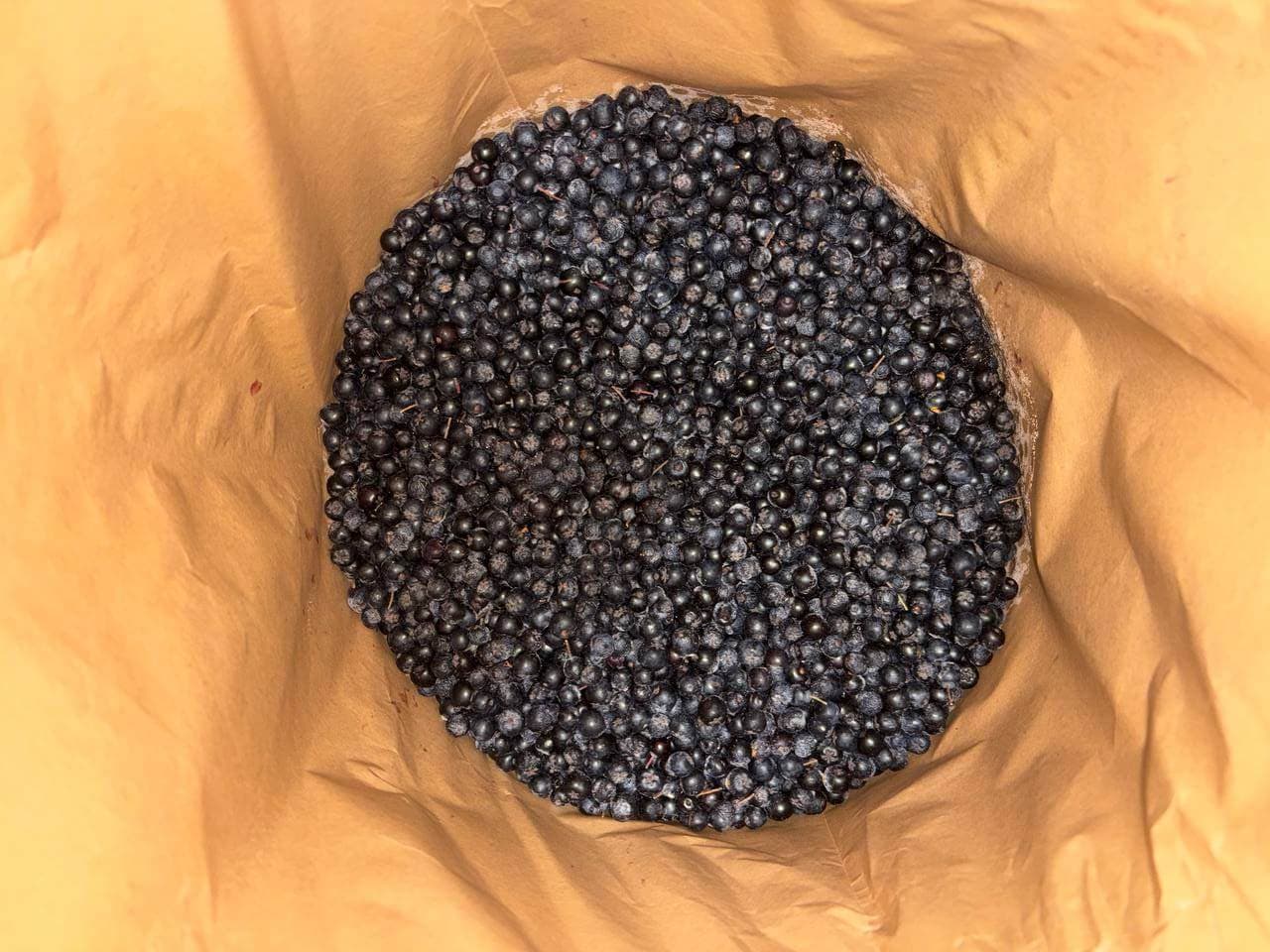 IQF Frozen Chokeberries Uncleaned