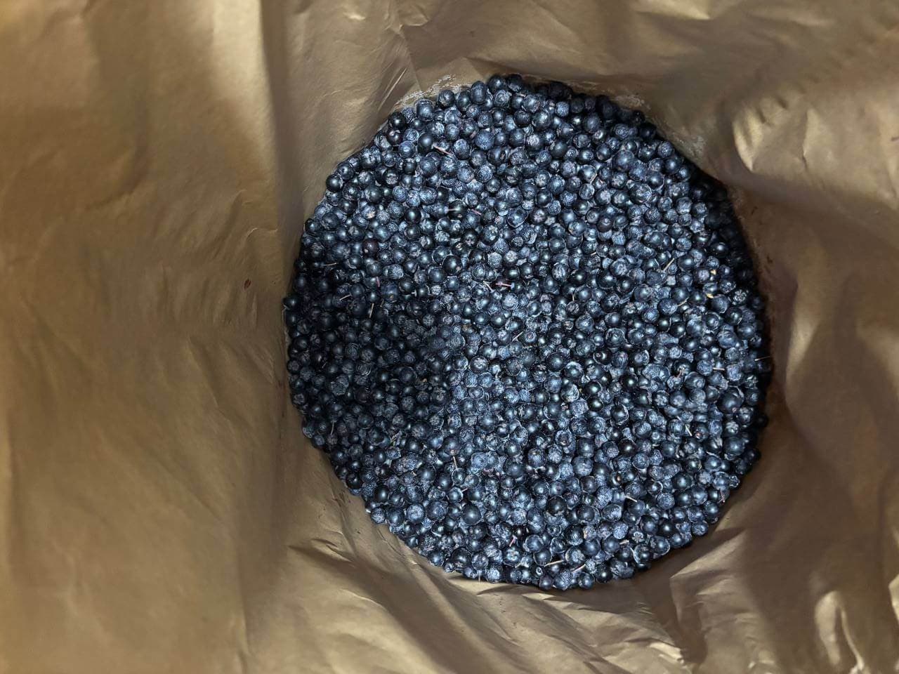 IQF Frozen Chokeberries Uncleaned