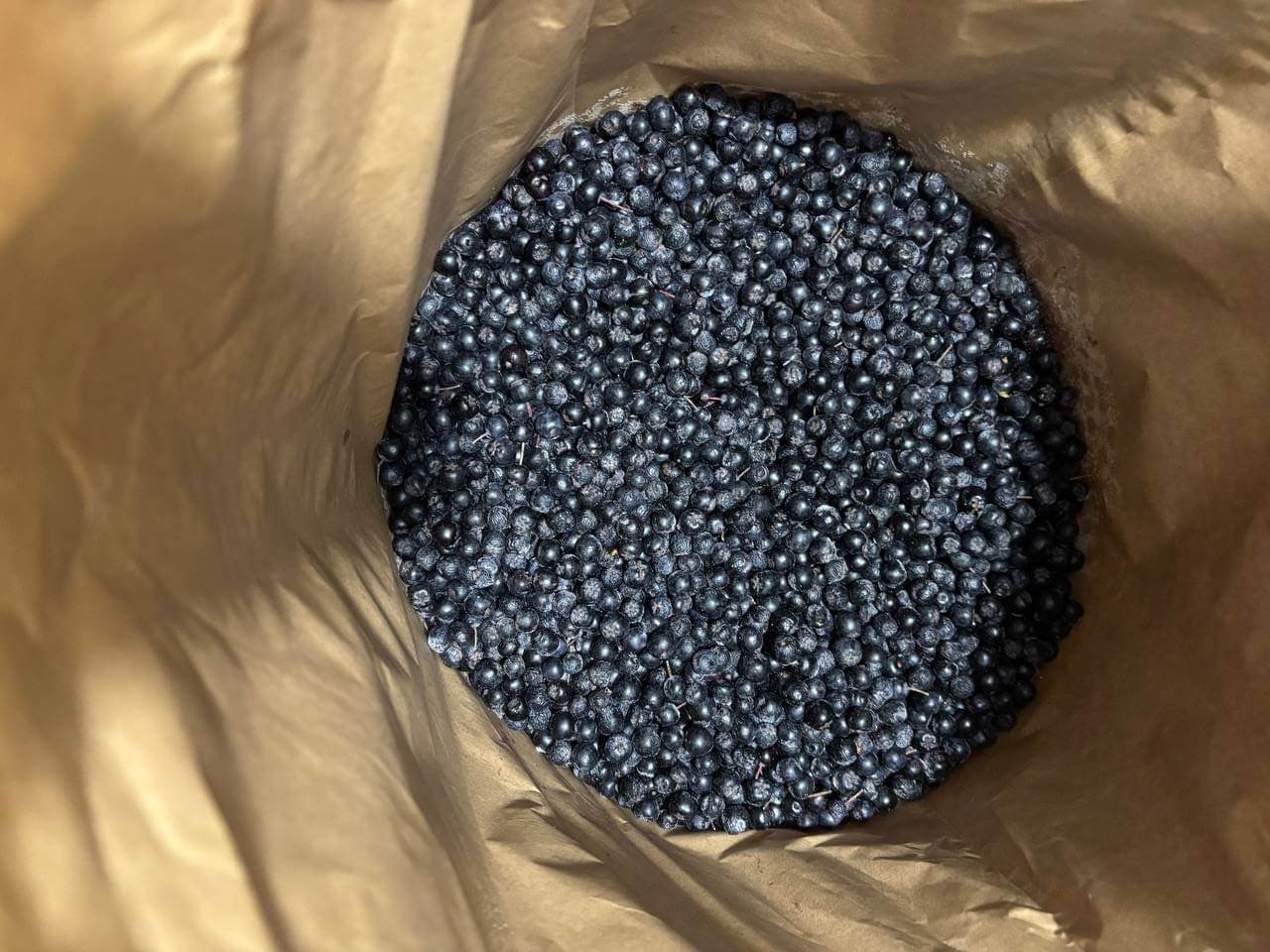 IQF Frozen Chokeberries Uncleaned