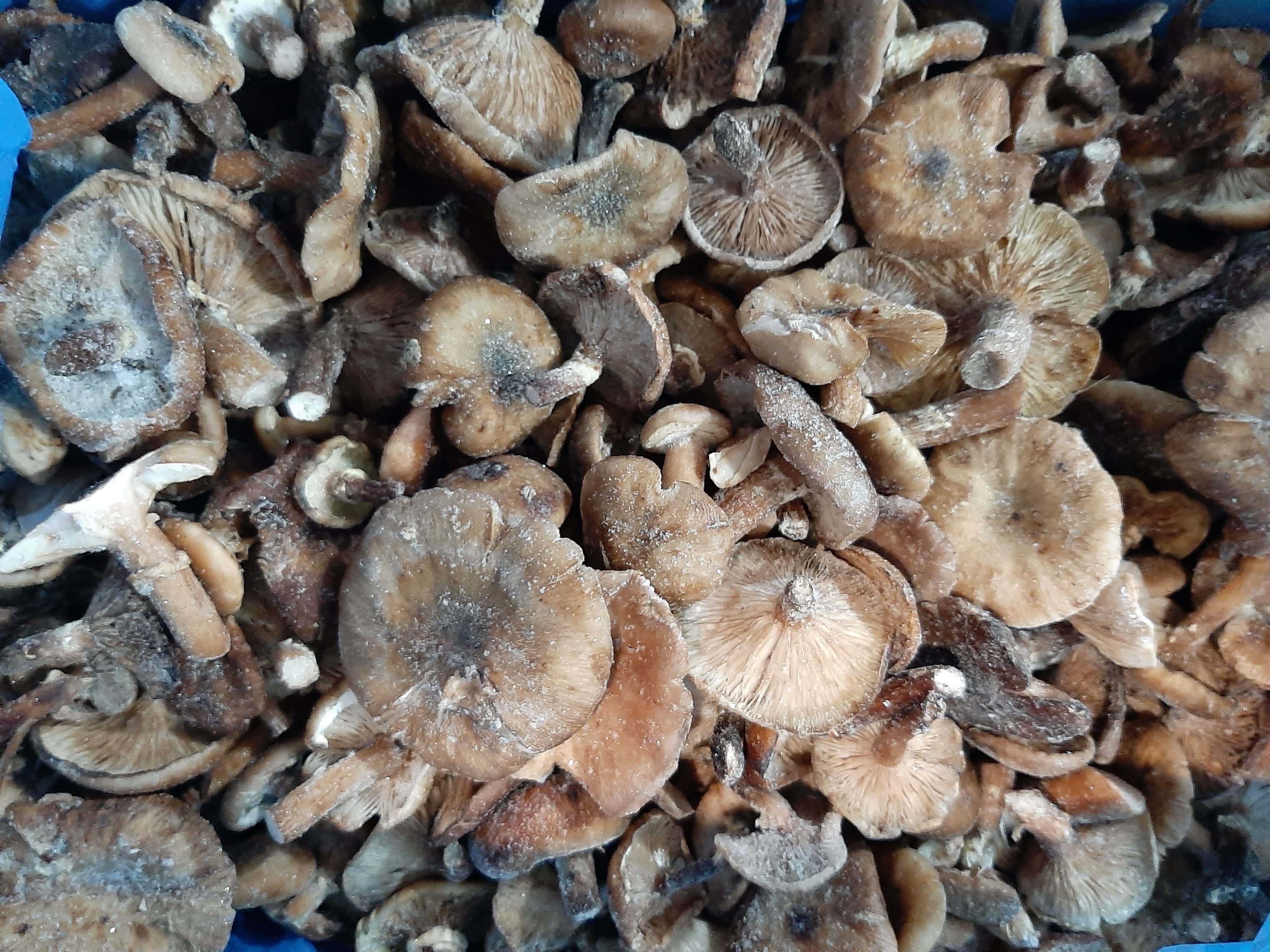 Заморожені опеньки