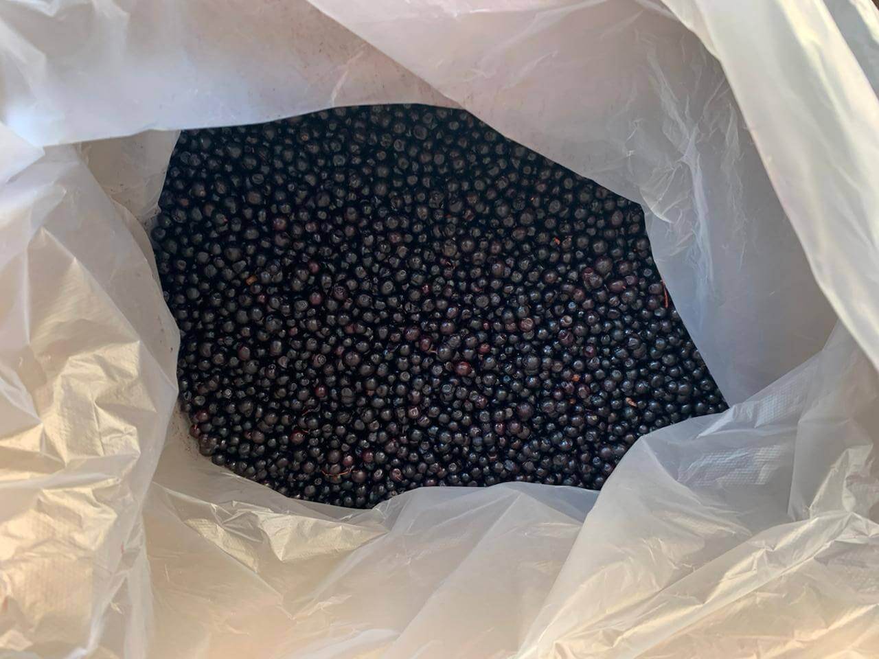 IQF Frozen Bilberries Cleaned