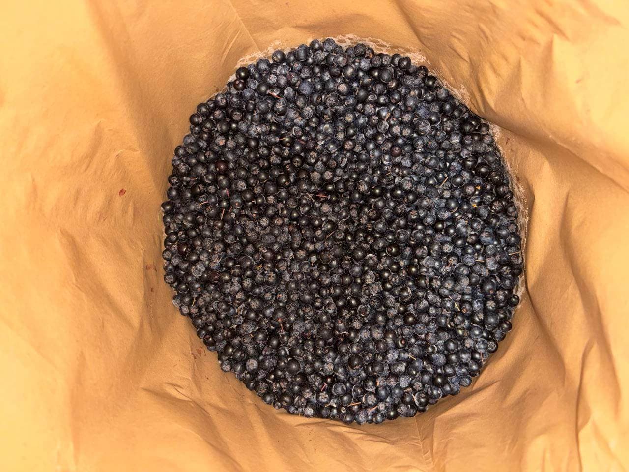 IQF Frozen Chokeberries Uncleaned