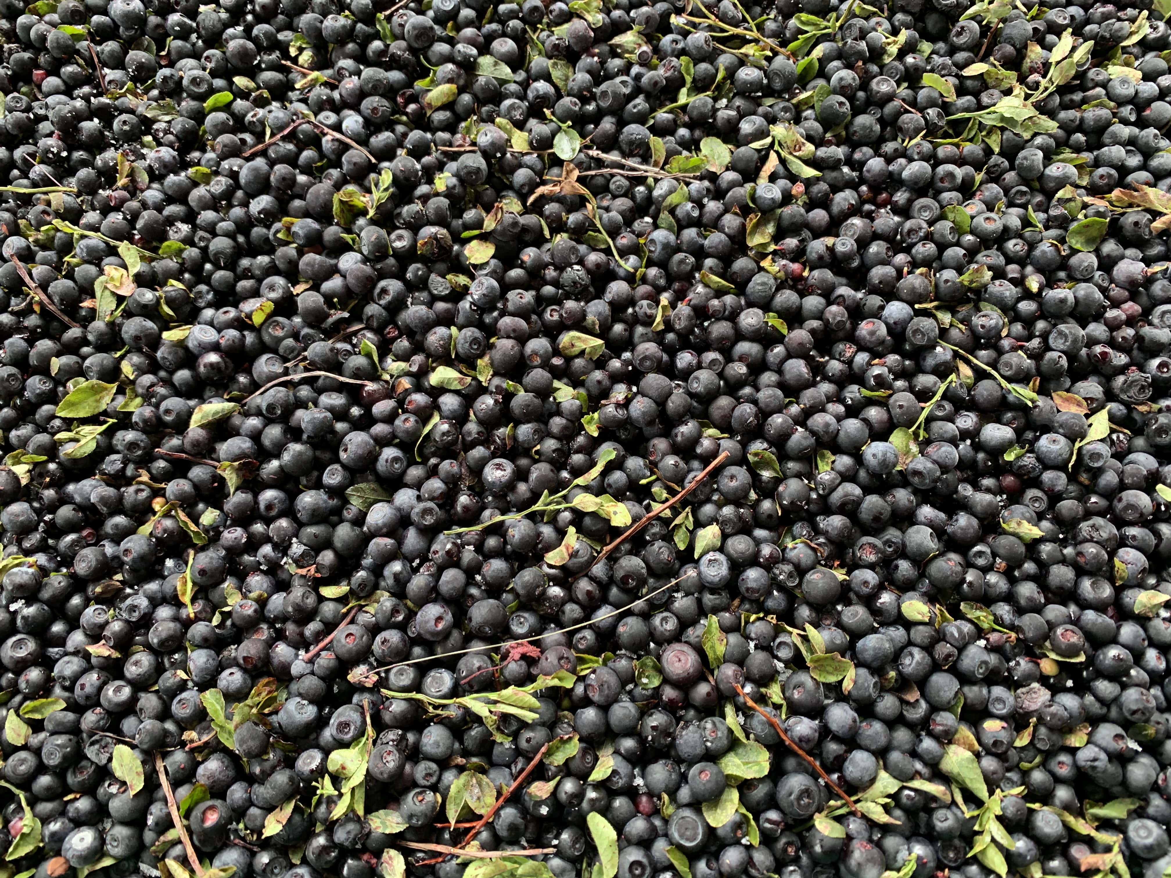 IQF frozen bilberries