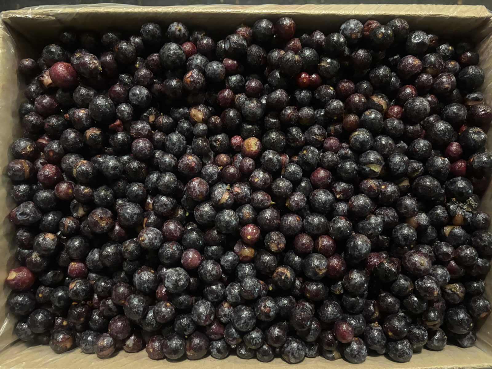 IQF frozen grapes