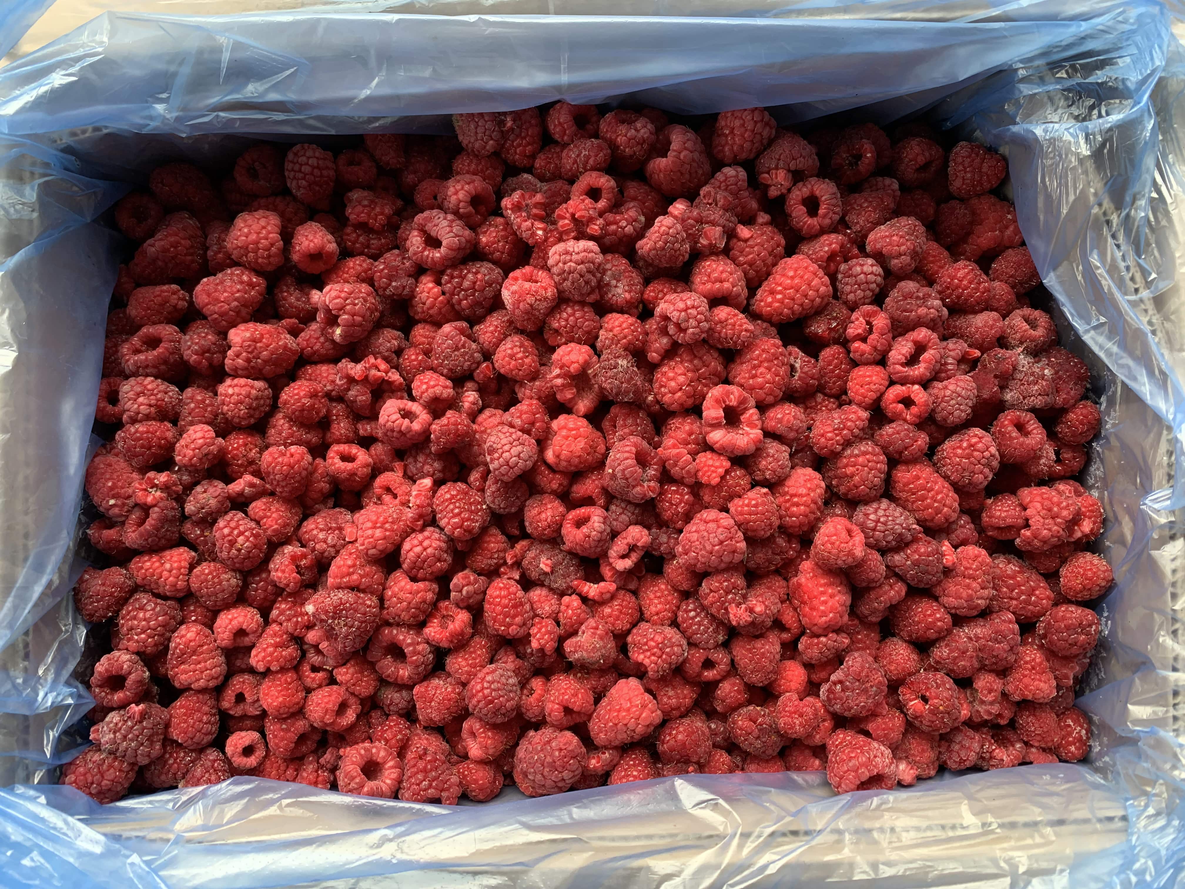 IQF frozen raspberries